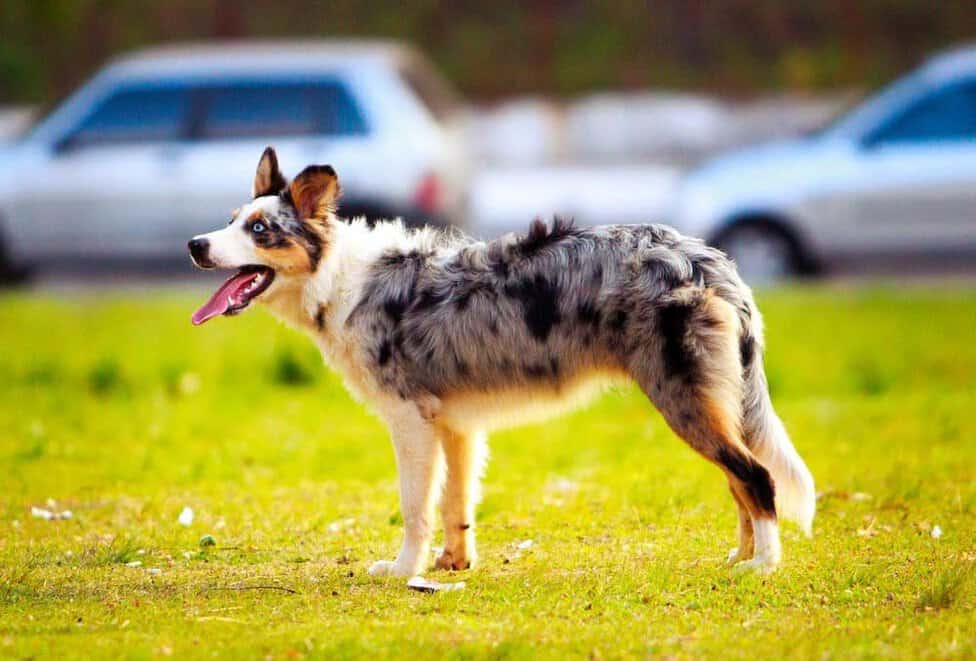 Fashion grey spotted dog